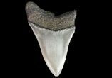 Bargain, Megalodon Tooth - North Carolina #76324-1